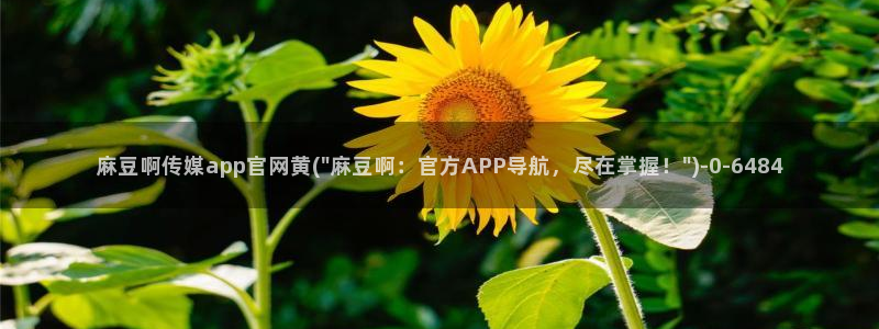 麻豆视频分类目录